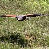 Harris hawk 3